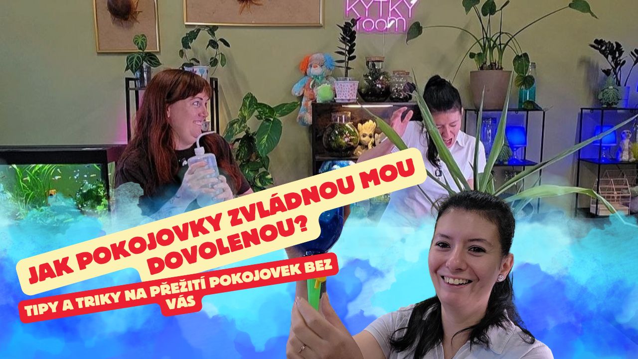 Jak zabezpečit pokojovky při odjezdu na dovolenou ?