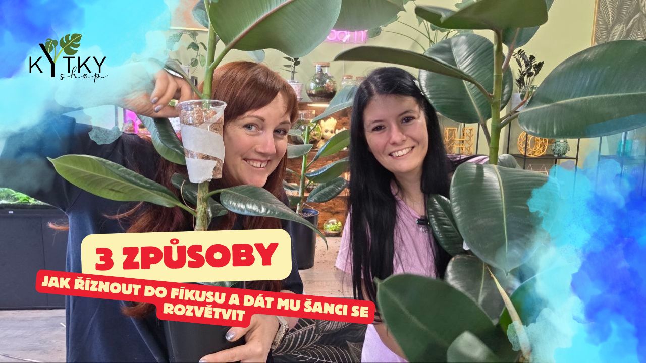 Jak rozvětvit a říznout fíkus ???