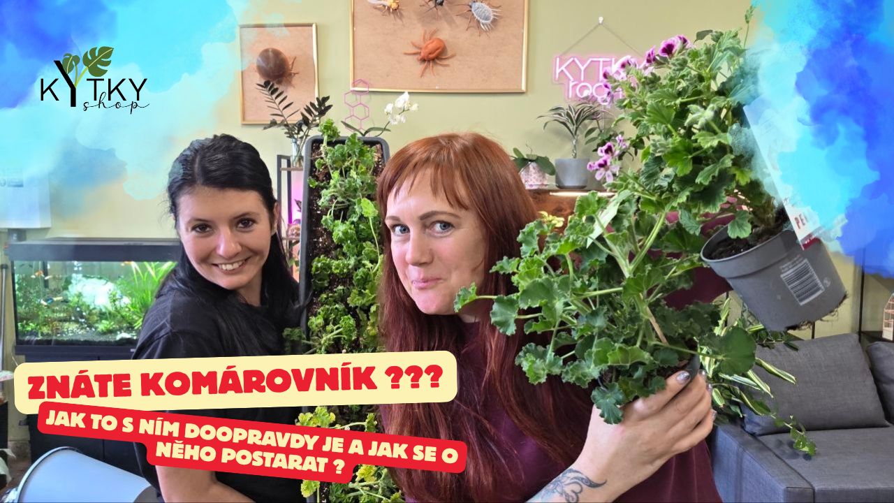 Jak na péči komárovníku