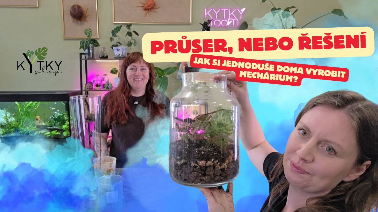 Jak založit mechárium krok za krokem: návod, vrstvy a vhodné rostliny