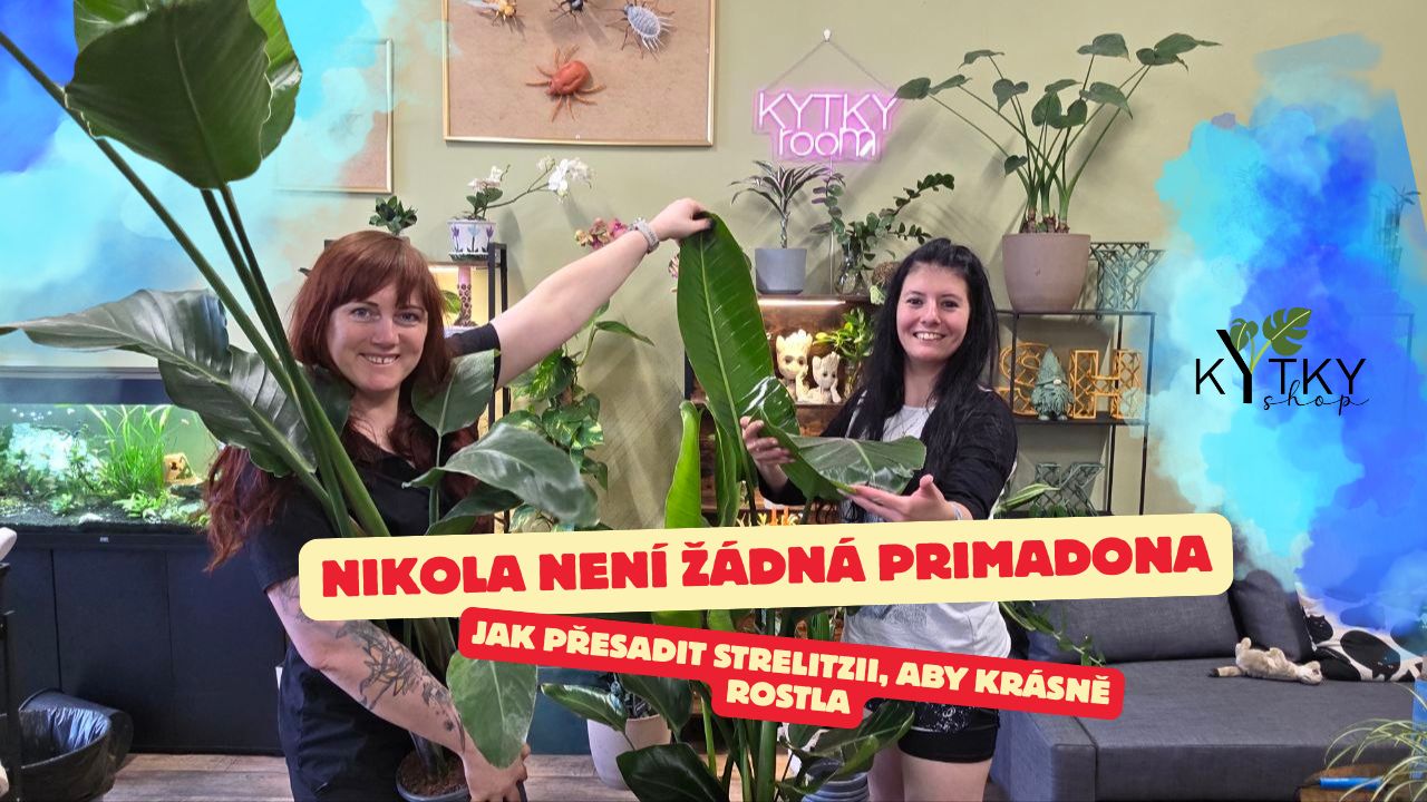 Jak přesadit Strelitzii, aby měla dost místa růst