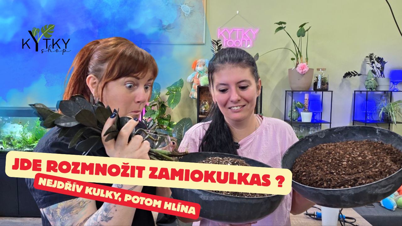jak na péči zamiokulkas a jak si ho doma rozmnožit ?