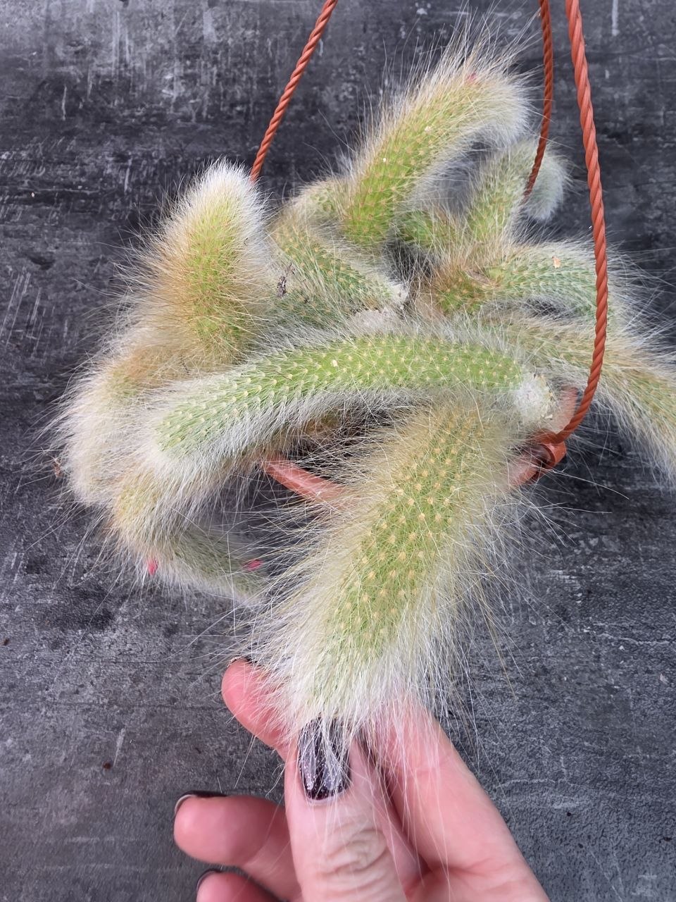 Cactus Hildewintera Colademonis závěs