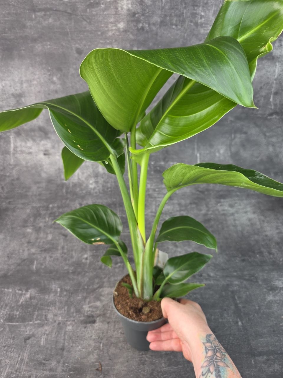 Strelitzia Nicolai 14 cm