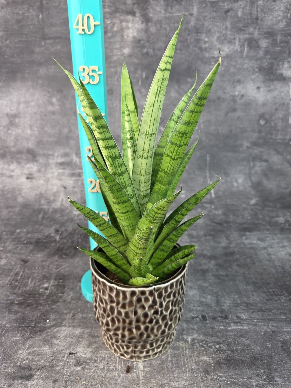 Sansevieria Tough Lady 10,5 cm