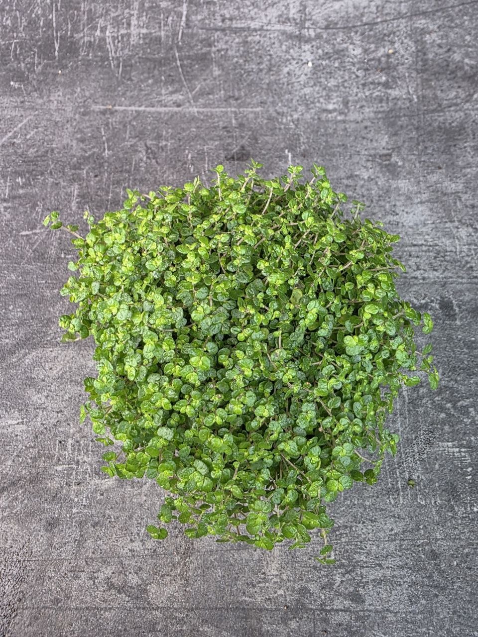 Soleirolia soleirolii tmavá 11 cm