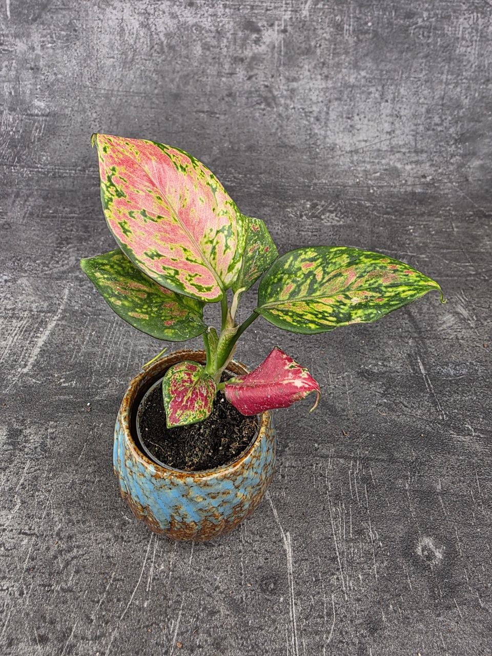 Aglaonema Lucky Red mini
