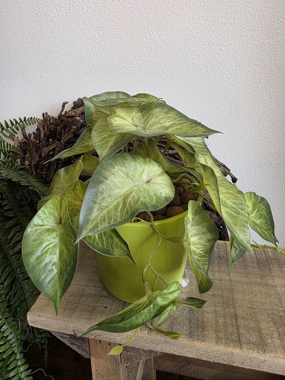 Imitace pokojová rostlina syngonium