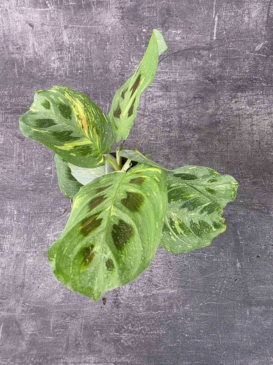 Marantha leuconeura fiesta variegata 12 cm