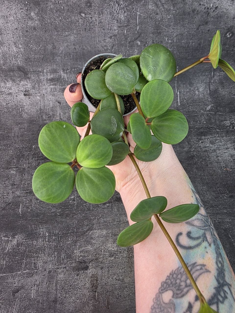 Peperomia Tetraphylla Hope mini