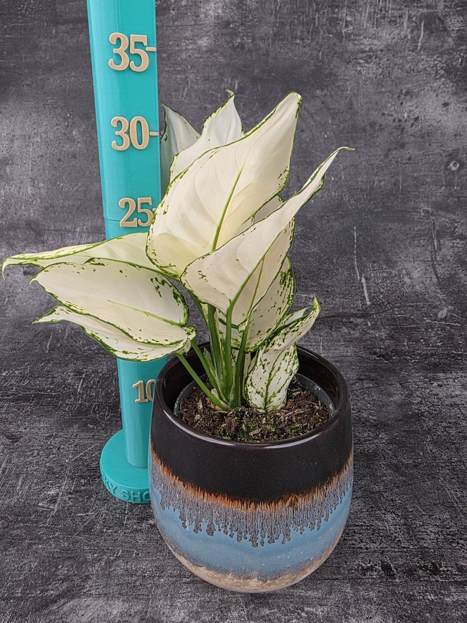 Aglaonema White Joy 12 cm