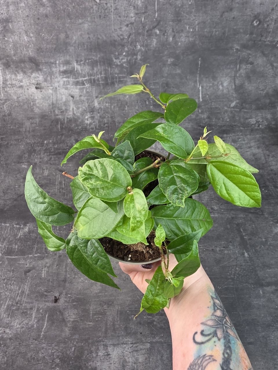 Ficus Sigittata
