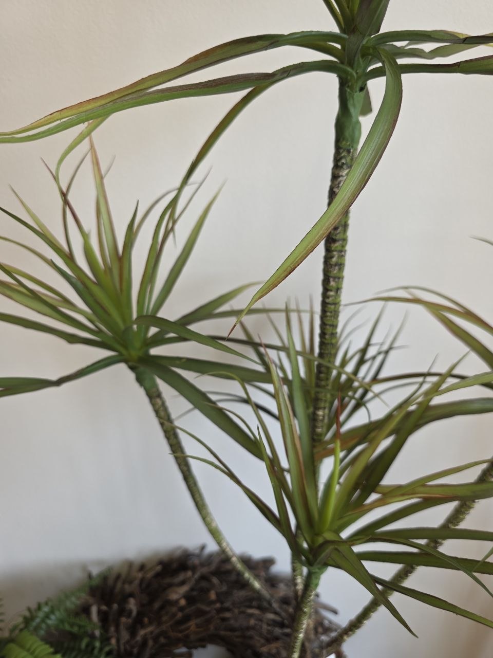 Imitace pokojová rostlina dracaena