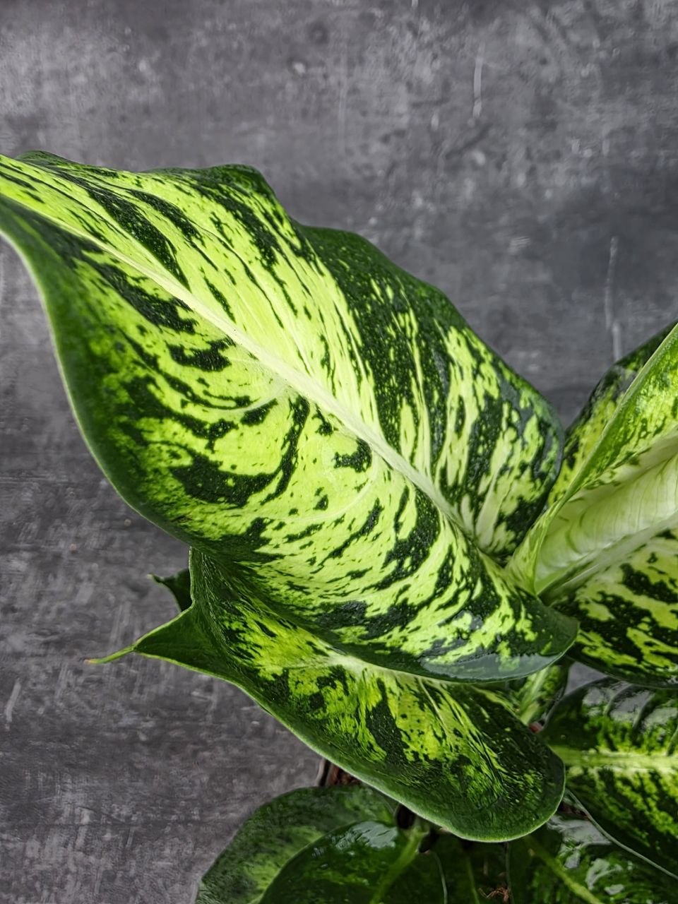 Dieffenbachia Sublime 12 cm