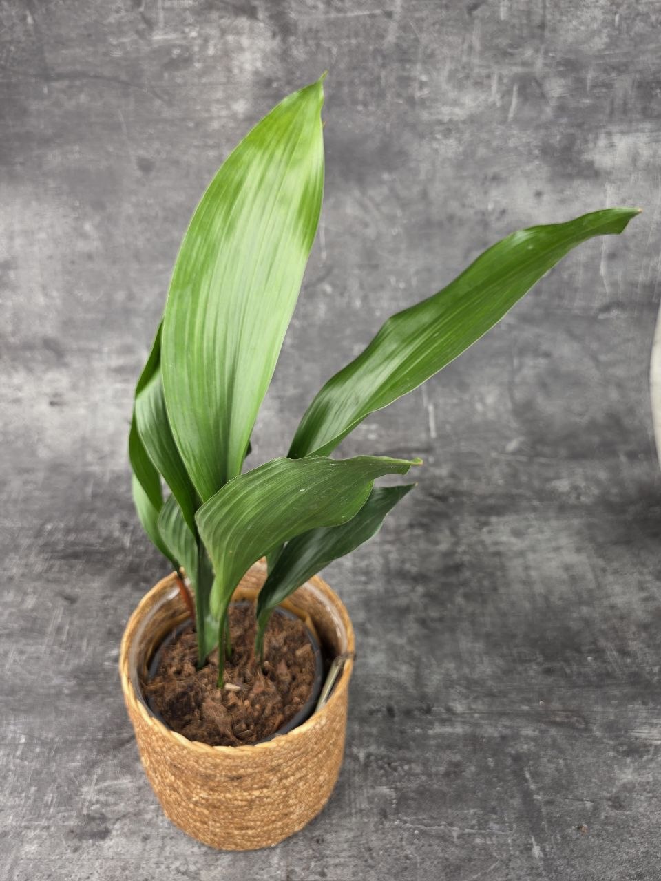 Aspidistra Elatior 13 cm