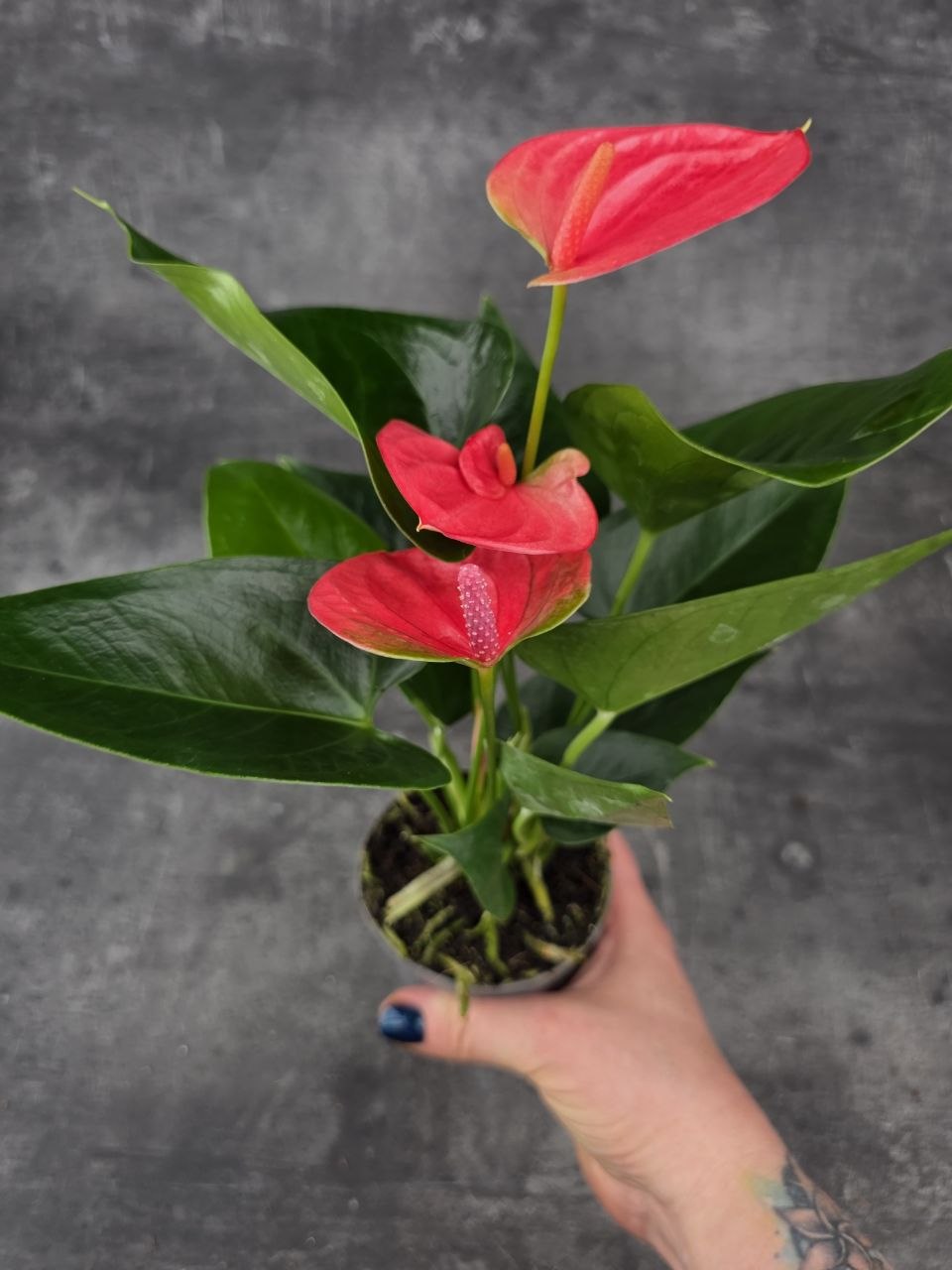 Anthurium sweet dream růžová
