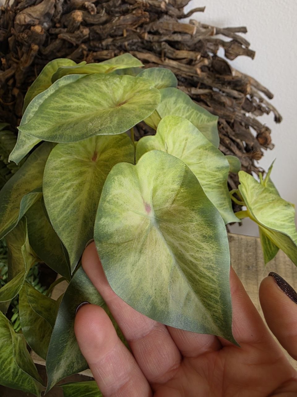 Imitace pokojová rostlina syngonium