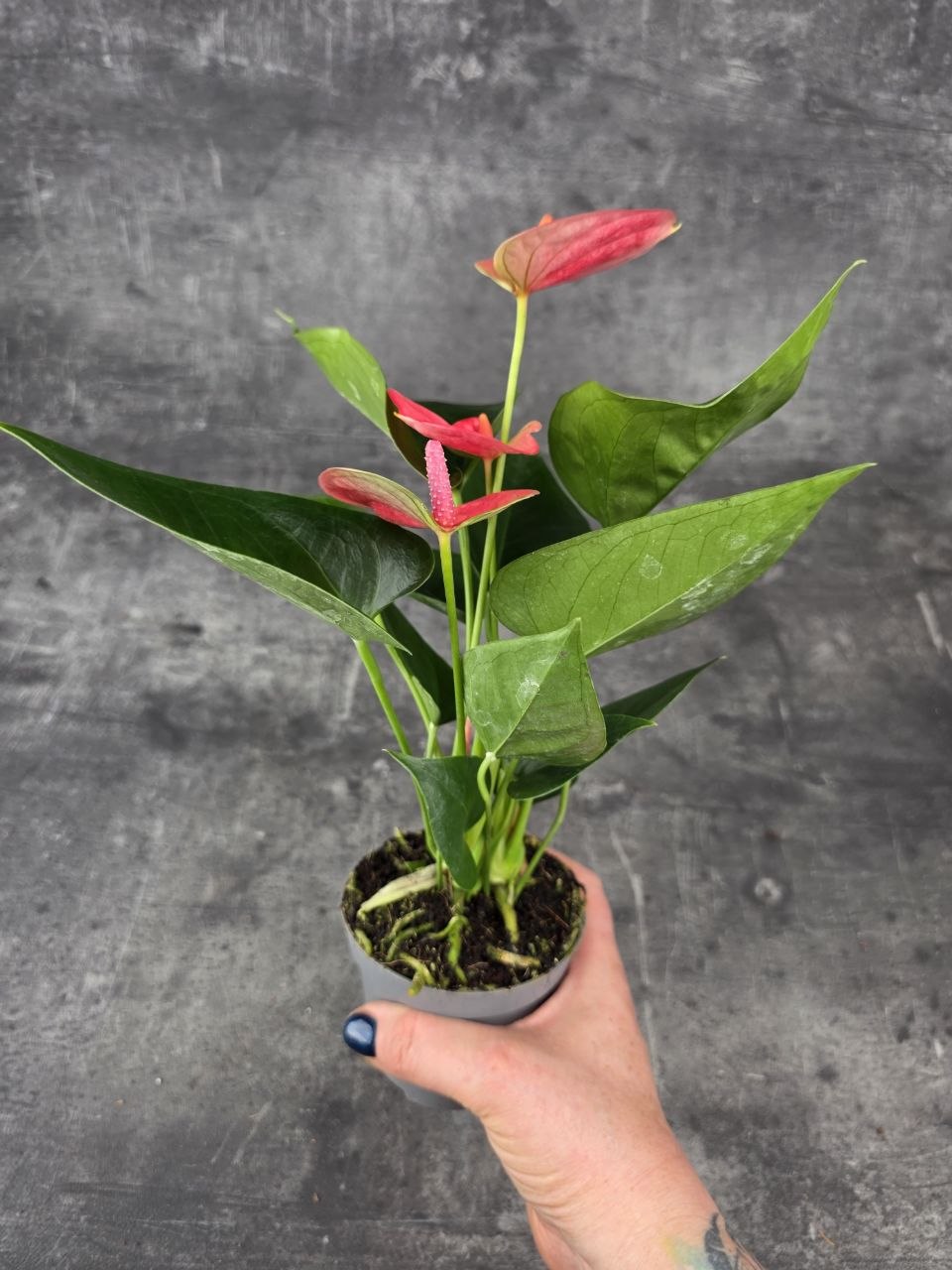 Anthurium sweet dream růžová