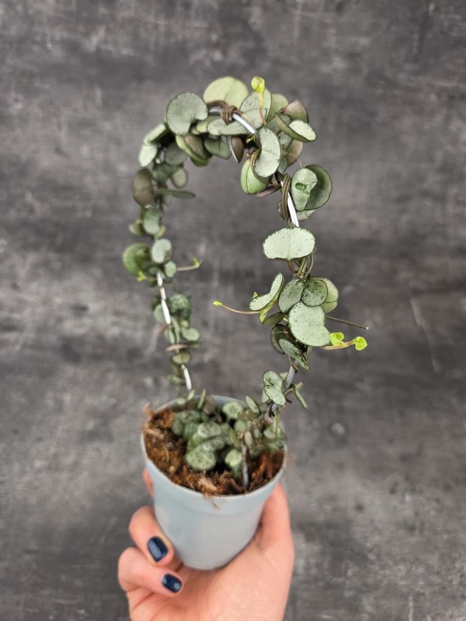 Ceropegia Woodii zelená na kruhu