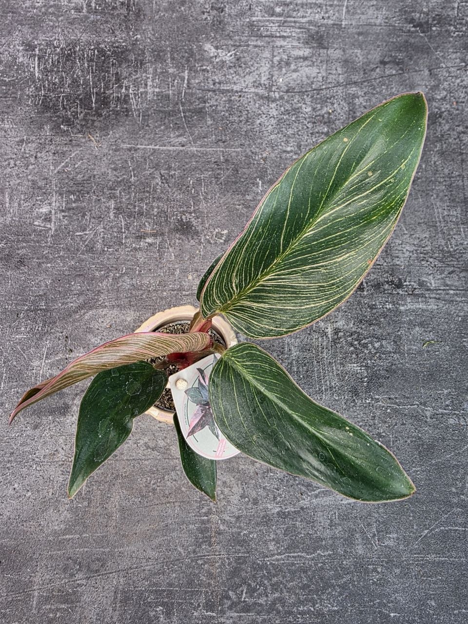 Philodendron Pink Birkini mini