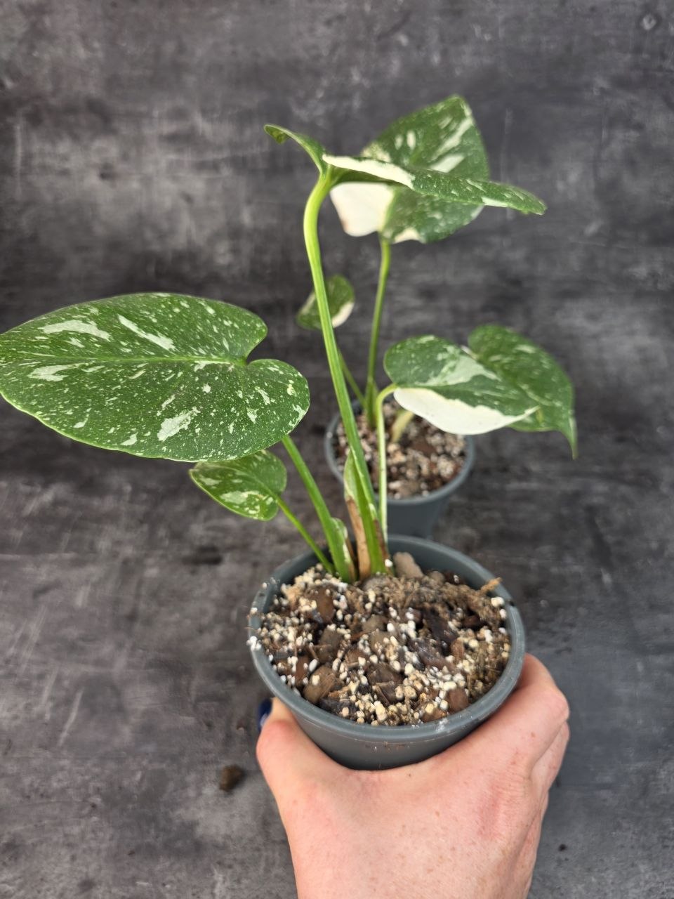 Pěstírna KYTKYshop Monstera Thai