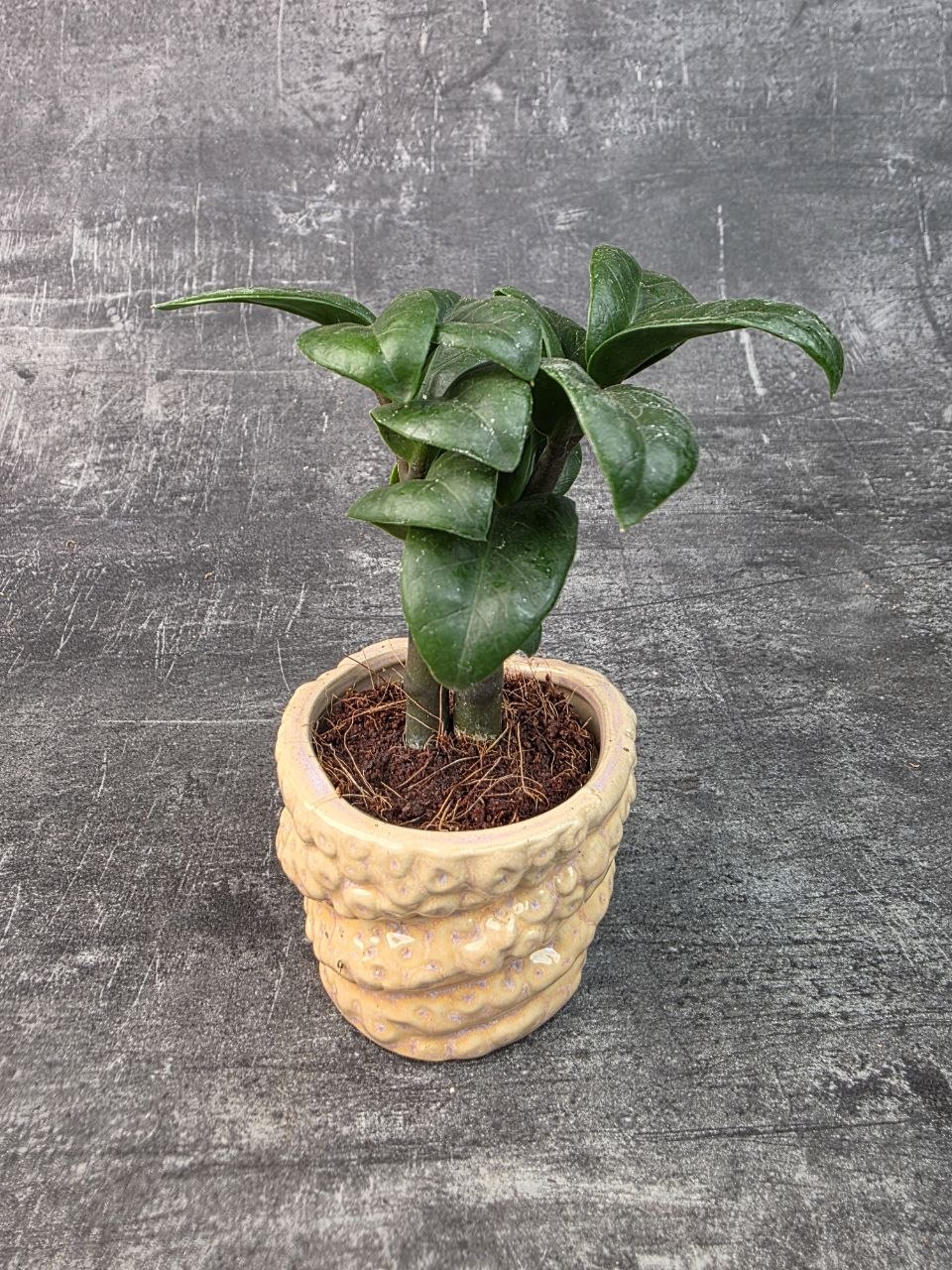 Zamioculcas Zamiifolia Zenzi mini