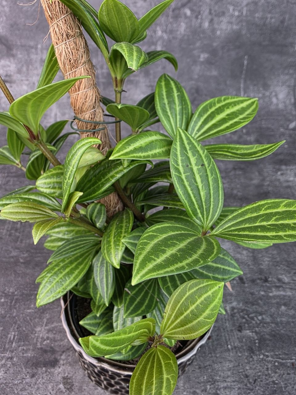 Peperomia Rocca Alto 12 cm