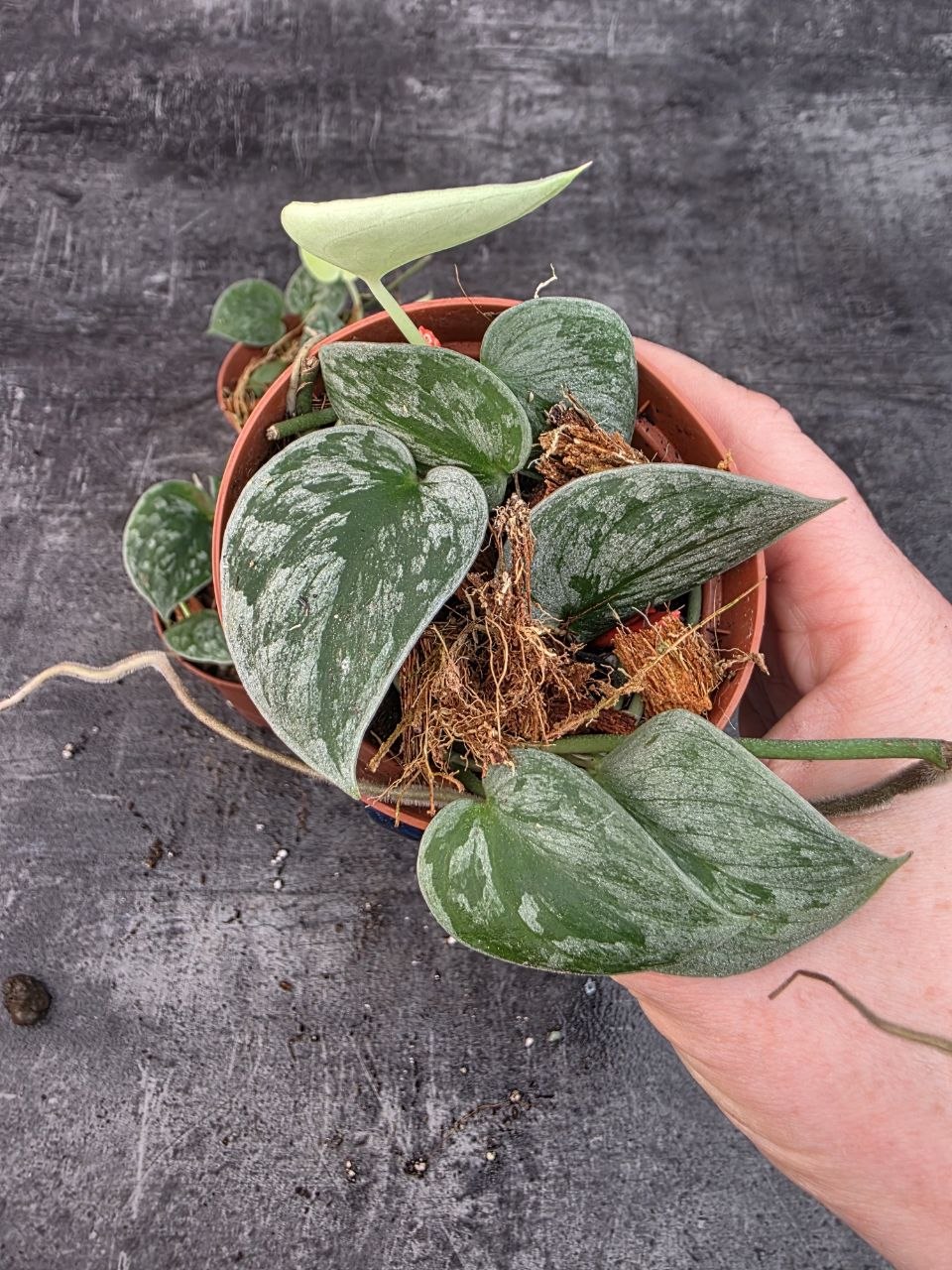 Pěstírna KYTKYshop Scindapsus Silvery Ann 