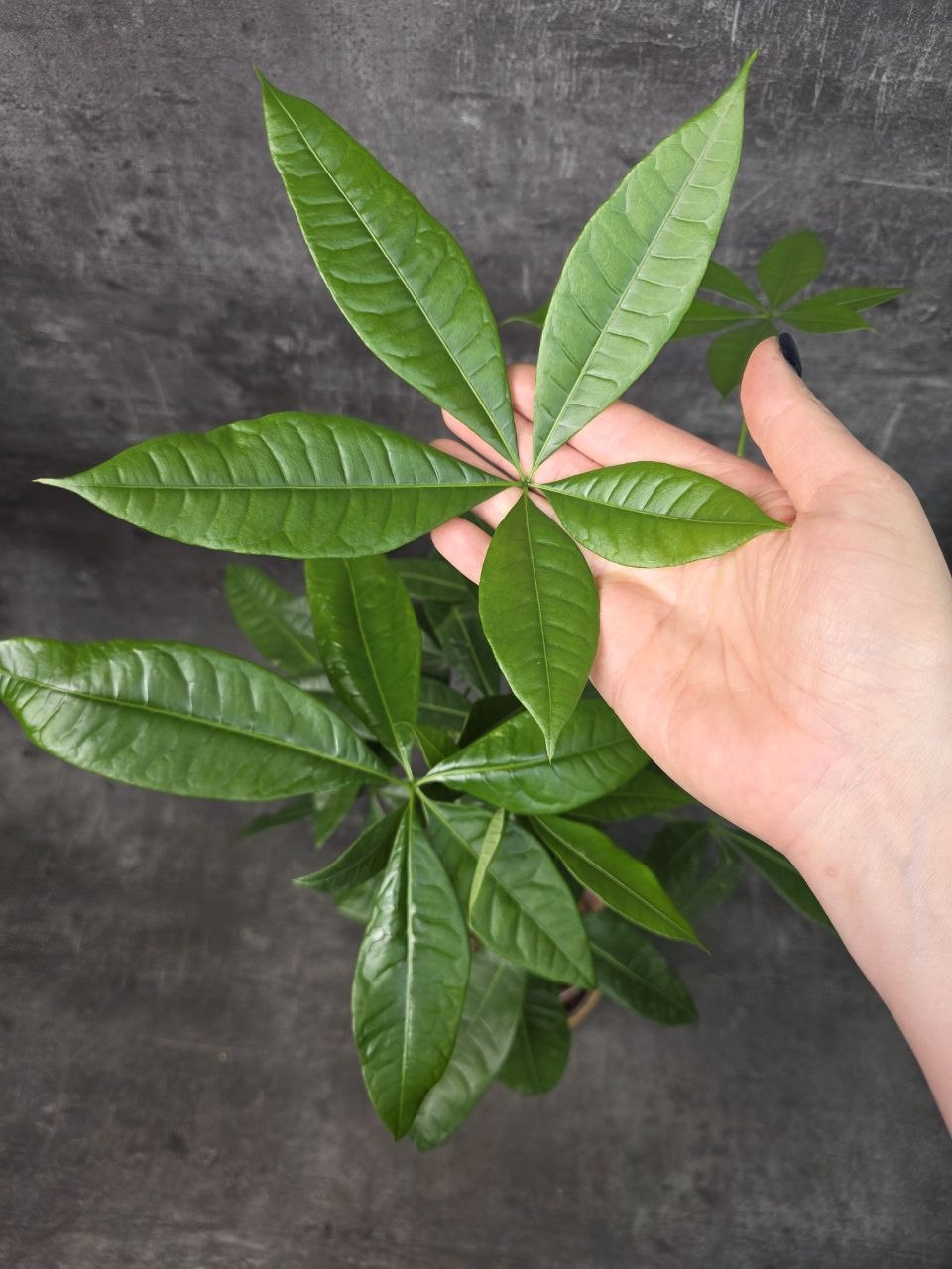 Pachira Aquatica, strom štěstí 14 cm