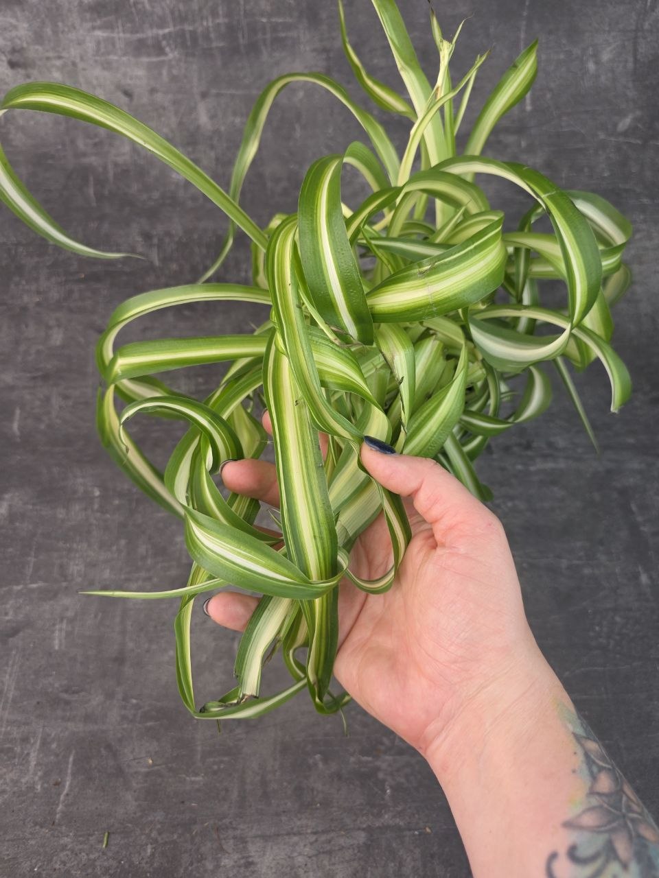 Chlorophytum Bonnie variata kroucené 12 cm