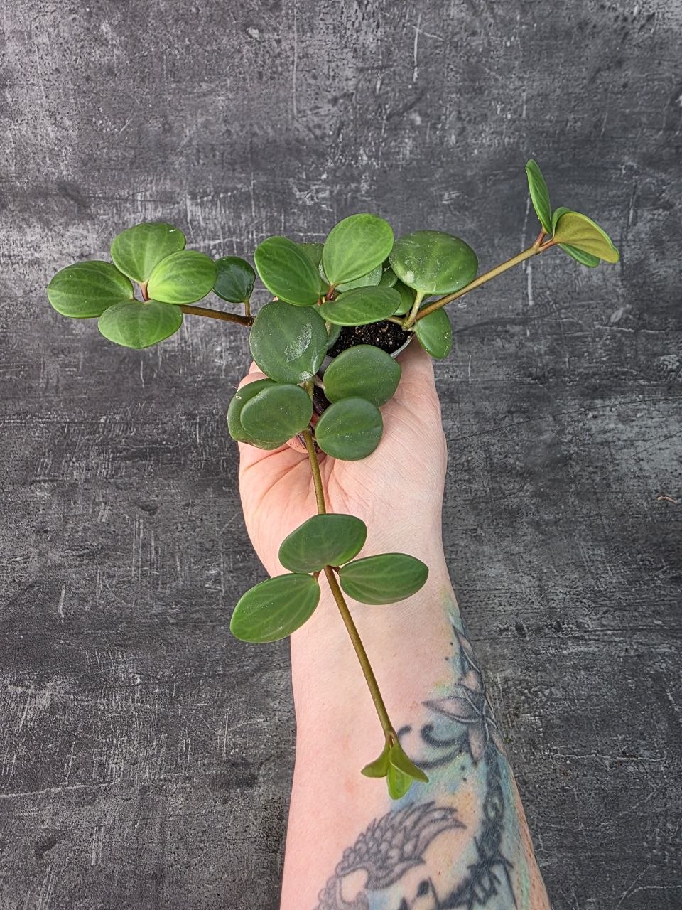 Peperomia Tetraphylla Hope mini