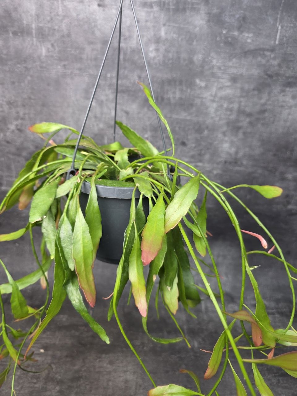 Rhipsalis Red Coral závěs
