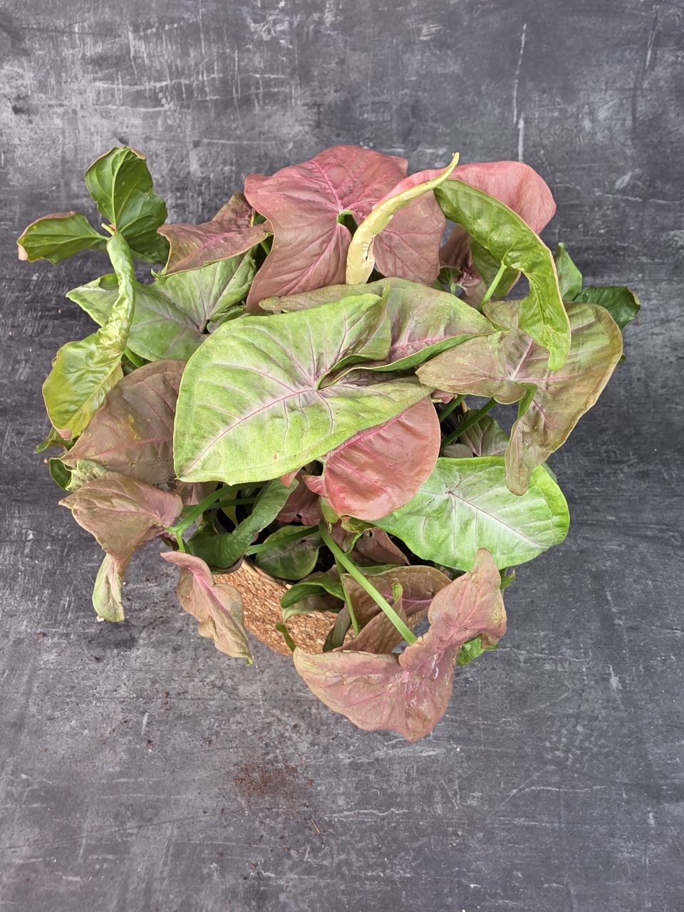Syngonium Red Heart 14 cm