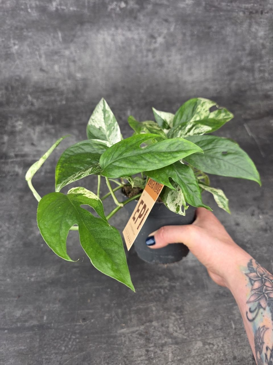 Epipremnum Marble King