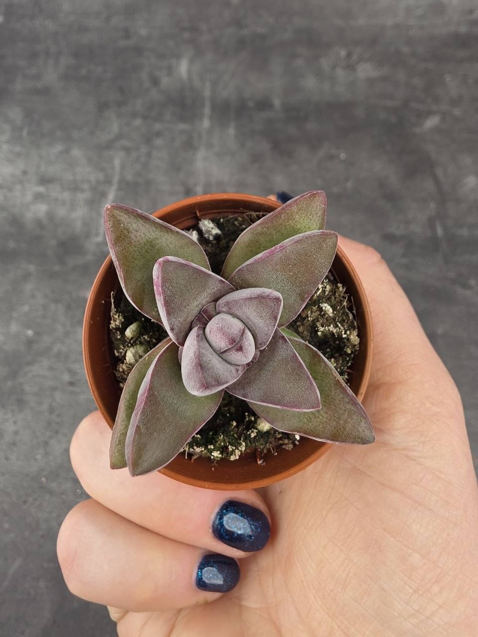 Crassula Crassula ‘Justus Corderoy’ mini