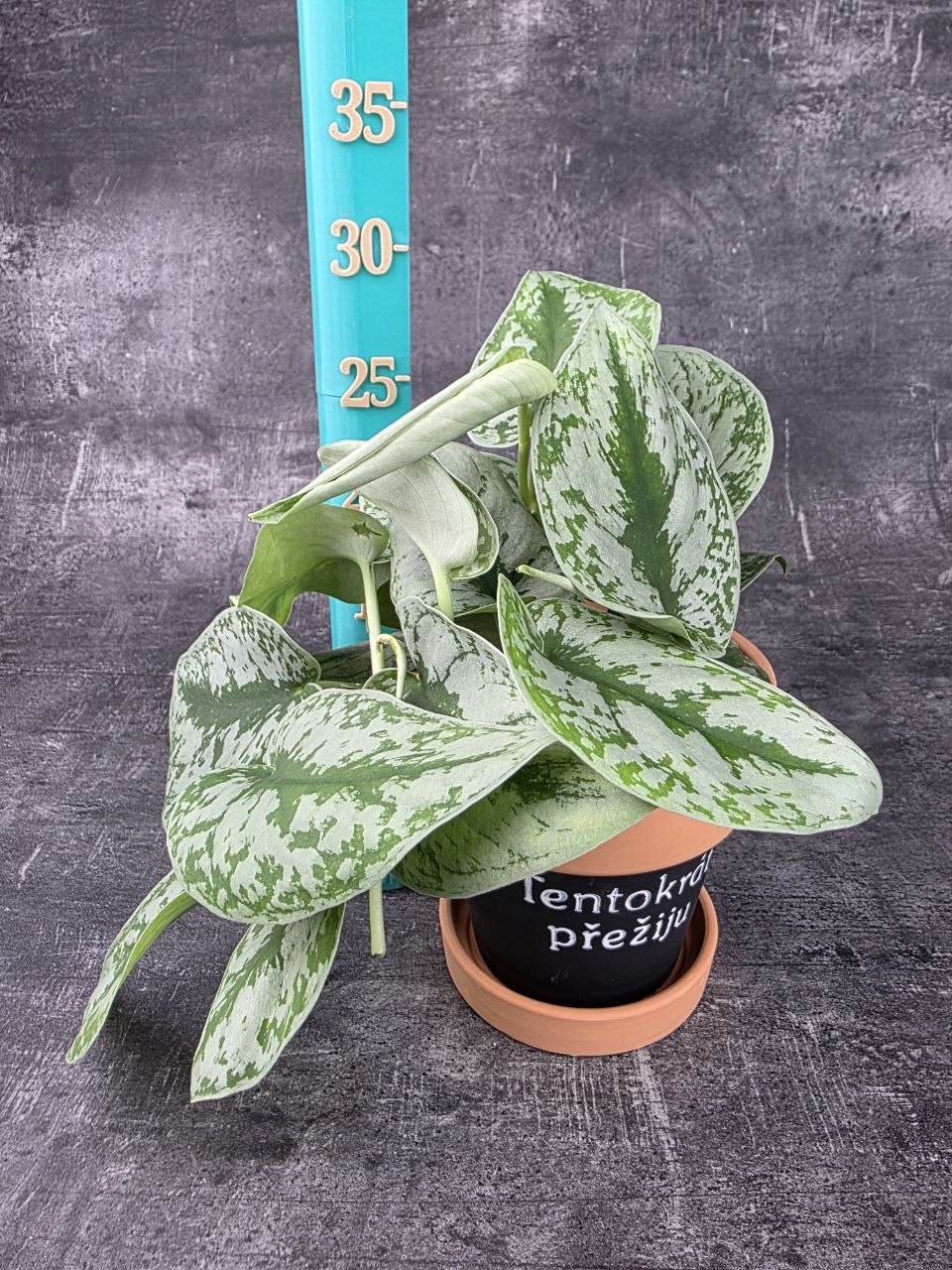 Scindapsus Pictus Trebie 12 cm