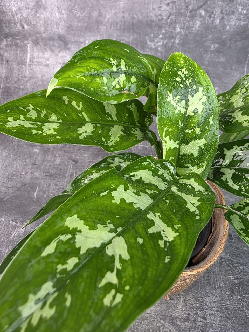 Aglaonema Maria 14 cm