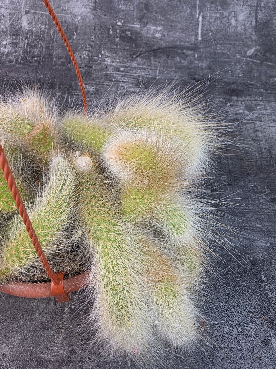 Cactus Hildewintera Colademonis závěs