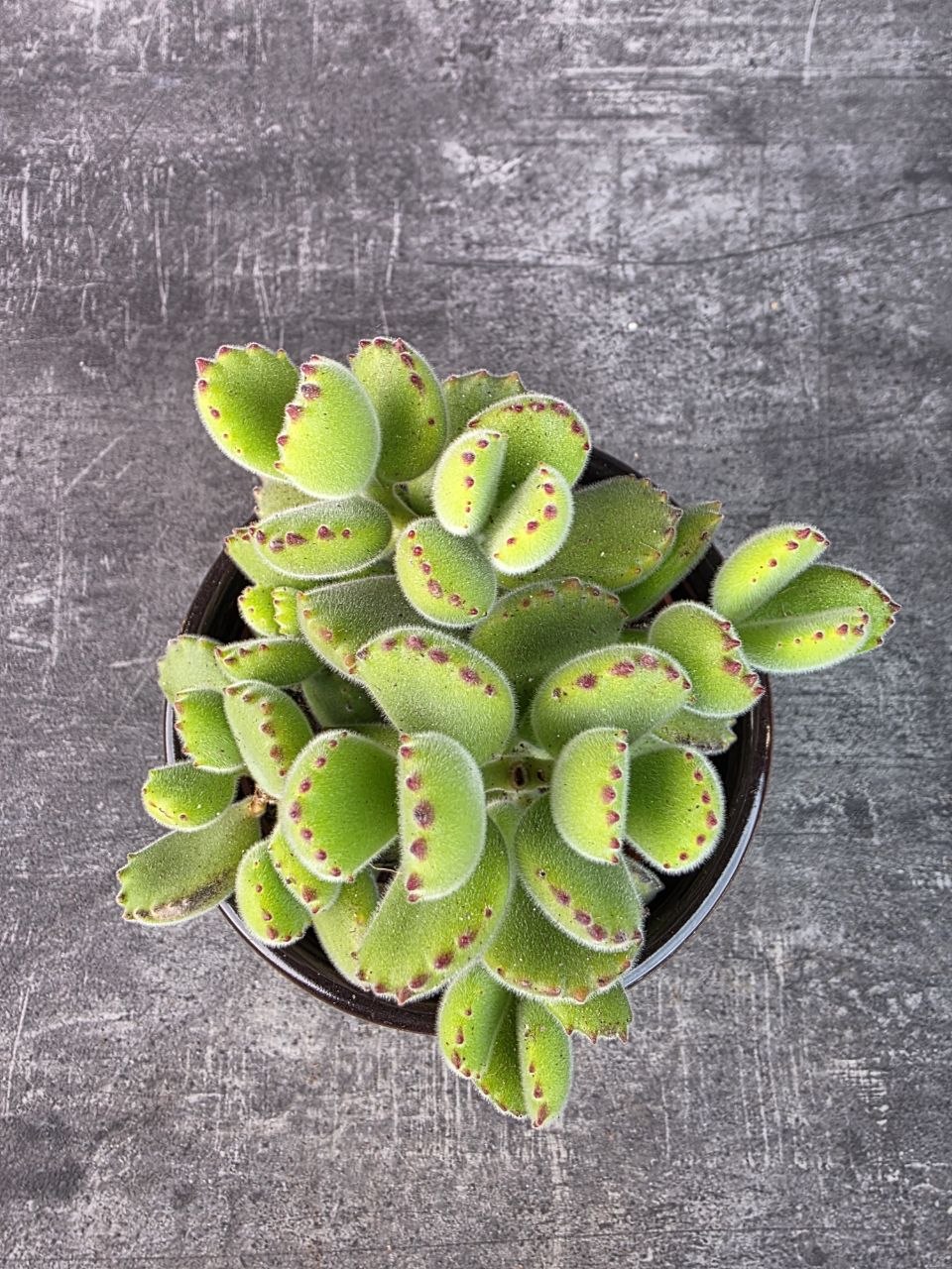 Cotyledon ladysmithiensis 10,5 cm