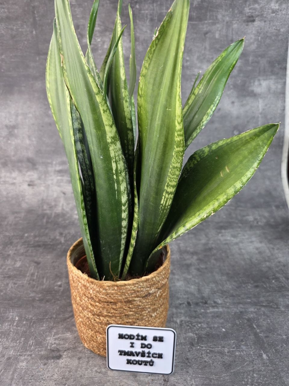 Sansevieria Zeylanica 17 cm