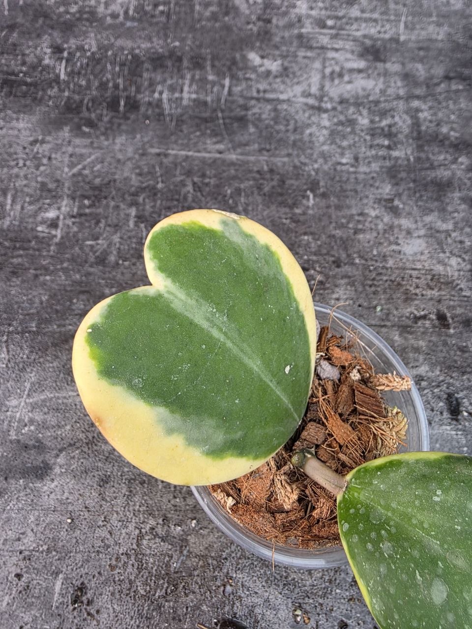 Pěstírna KYTKYshop Hoya Kerrii albomarginata