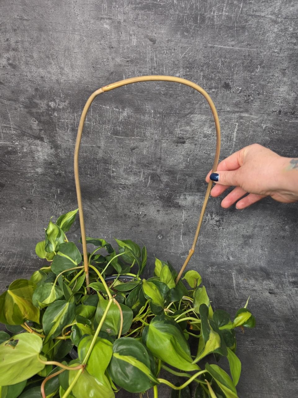 Bambusový oblouk 55 cm