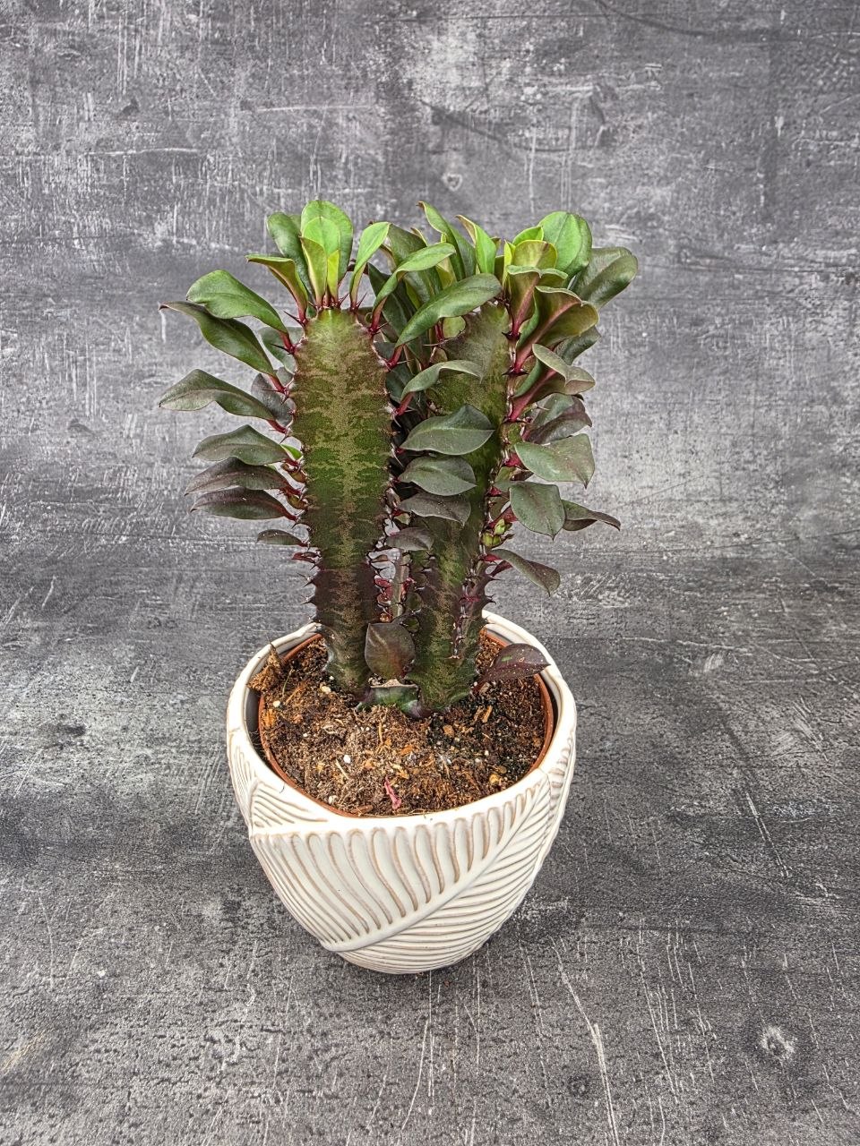 Euphorbia Trig Rubra