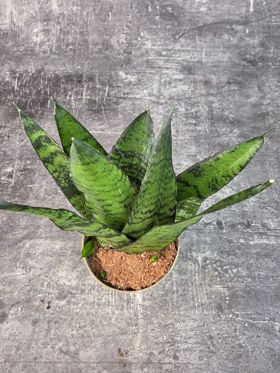 Sansevieria zeylanica ‘Fan’ pankáč 9 cm