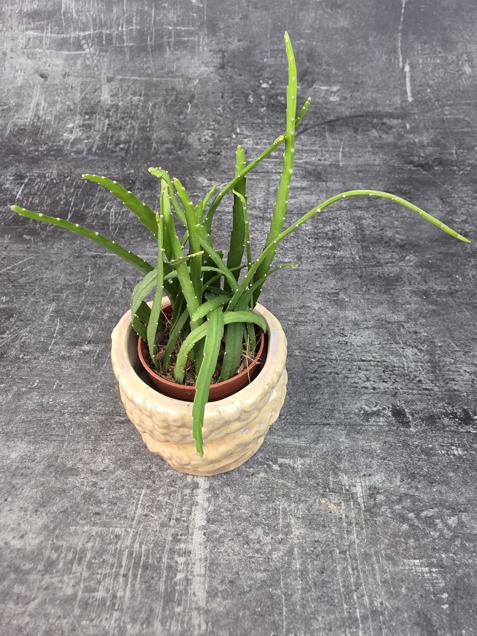 Lepismium Bolivianum mini