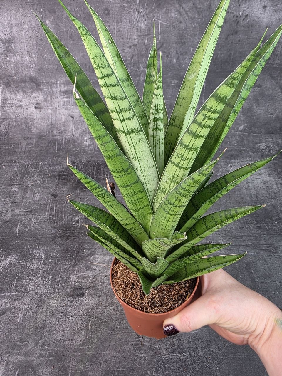 Sansevieria Tough Lady 10,5 cm