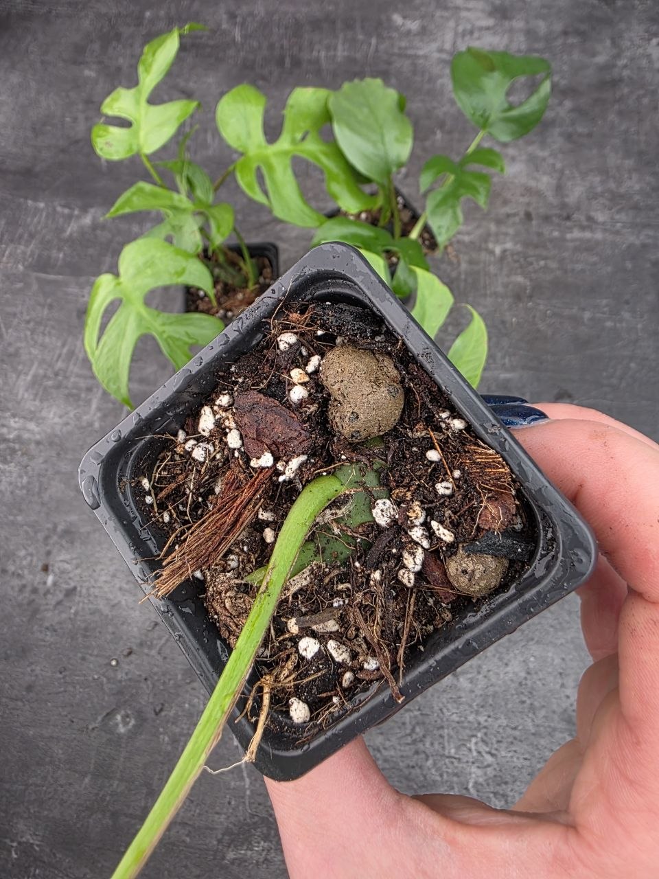 Pěstírna KYTKYshop Rhapidophora Tetrasperma L