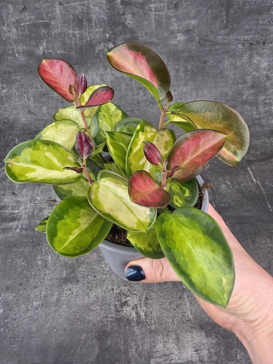 Hoya Australis Trikolor 12 cm