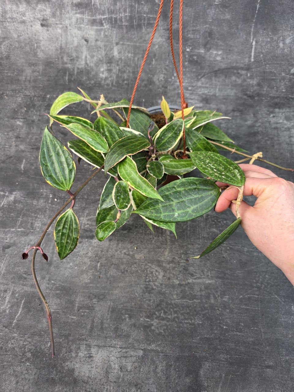 Hoya Albomarginata závěs