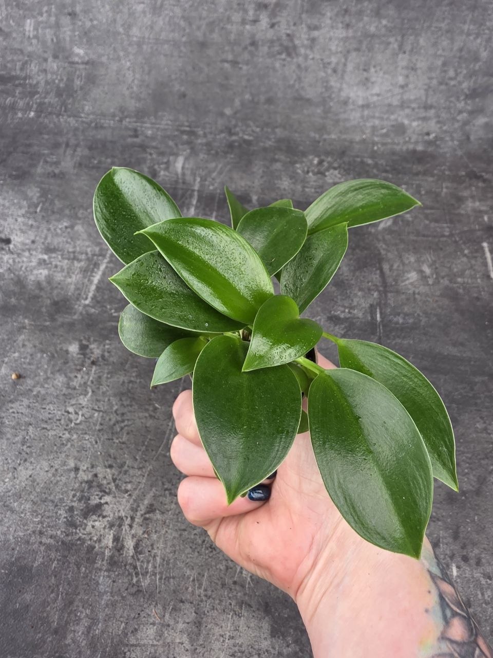 Philodendron Green princess mini